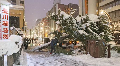 雪の重みで倒れたとみられる樹木＝１２日午前６時３５分、札幌市中央区（舘山国敏撮影）：北海道新聞 どうしん電子版