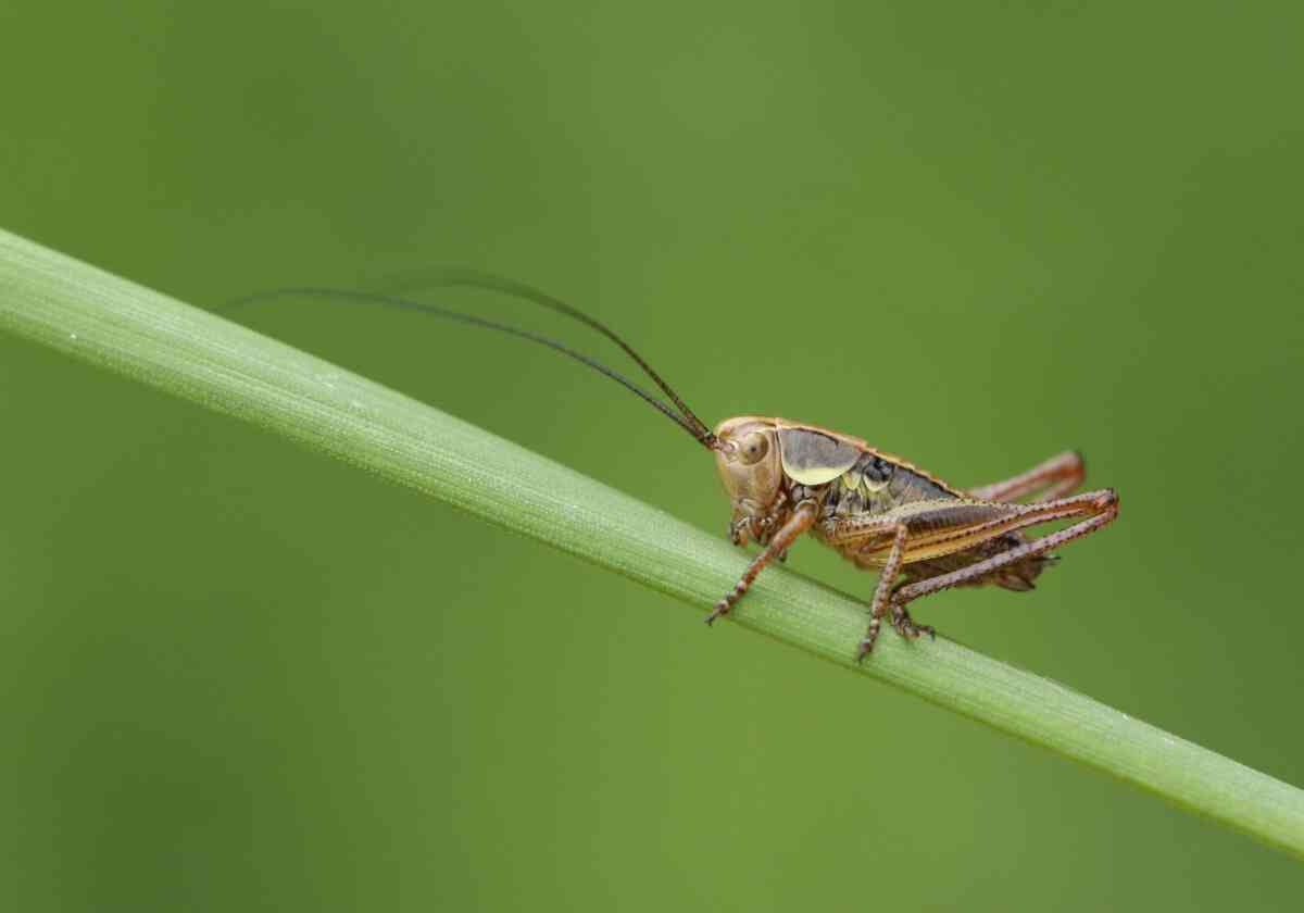 注目高まる「昆虫食」、アレルギー発症リスクも…“食糧危機の救世主”に意外な危険性