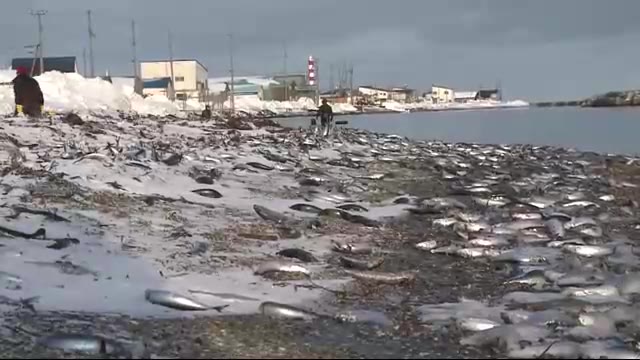 大量の“マイワシ”打ち上がる…寒さが原因か「生臭さは特に感じない」 稚内市の海外約3キロで確認 - 北海道ニュースUHB TimeLine | Yahoo! JAPAN