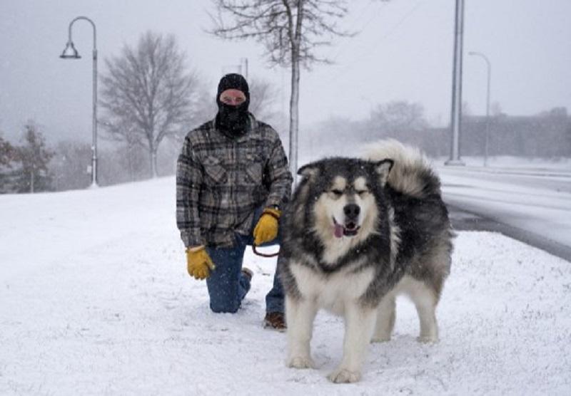 雪山で遭難し動けなくなった飼い主の体を13時間温め続けたマラミュート犬。両者ともに無事救助