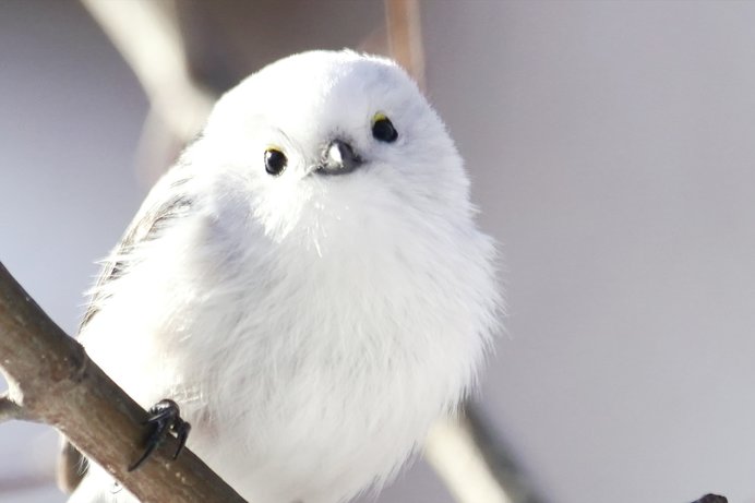 飼ってみたい野鳥