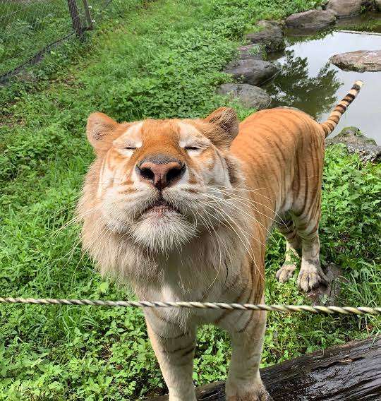 那須サファリパーク飼育員ら男女3人、トラにかまれ負傷…急きょ休園