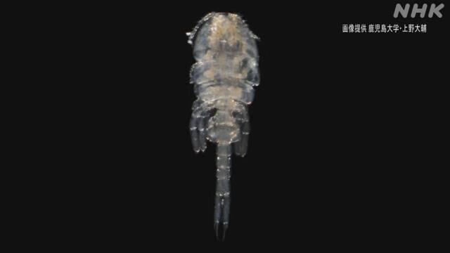 「オシリカジリムシ」と命名 新種の甲殻類 鹿児島の干潟で発見 | NHKニュース