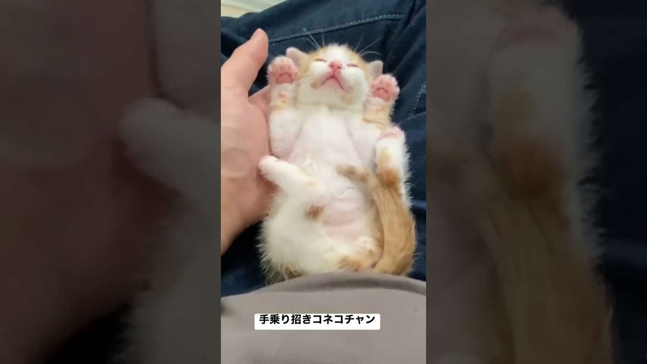 手乗り招きコネコチャン #shorts  #cat #猫 #kitten #子猫 - YouTube