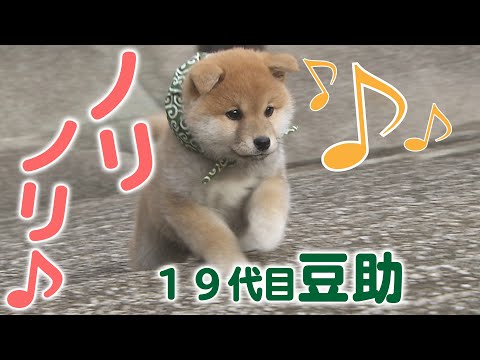 【豆助通信／柴犬・豆柴】 - YouTube