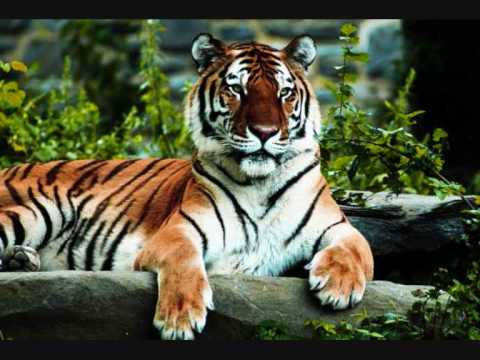 Dschinghis Khan - Tiger, Tiger - YouTube