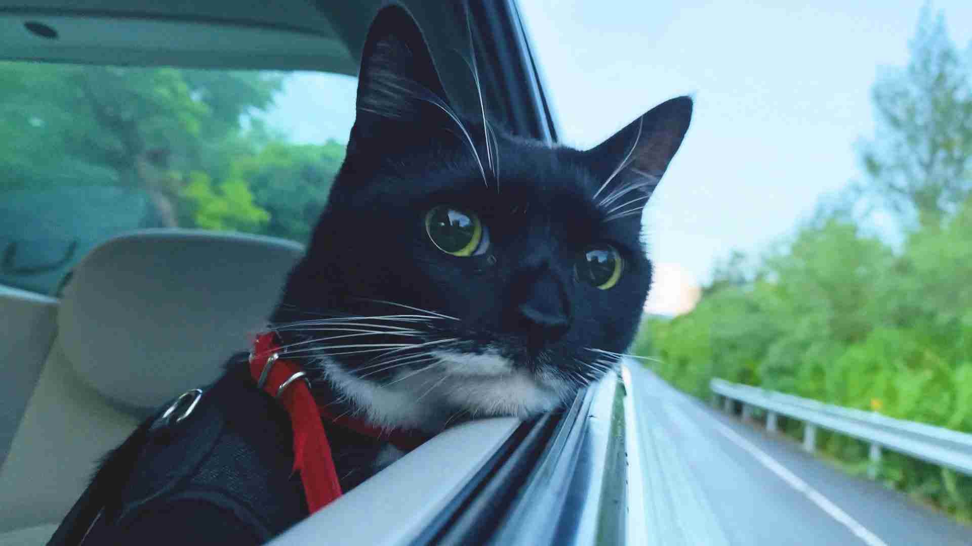 車の窓ガラスから顔だしてる犬、飼い主は違反?膝上に乗せて逮捕されたケースも