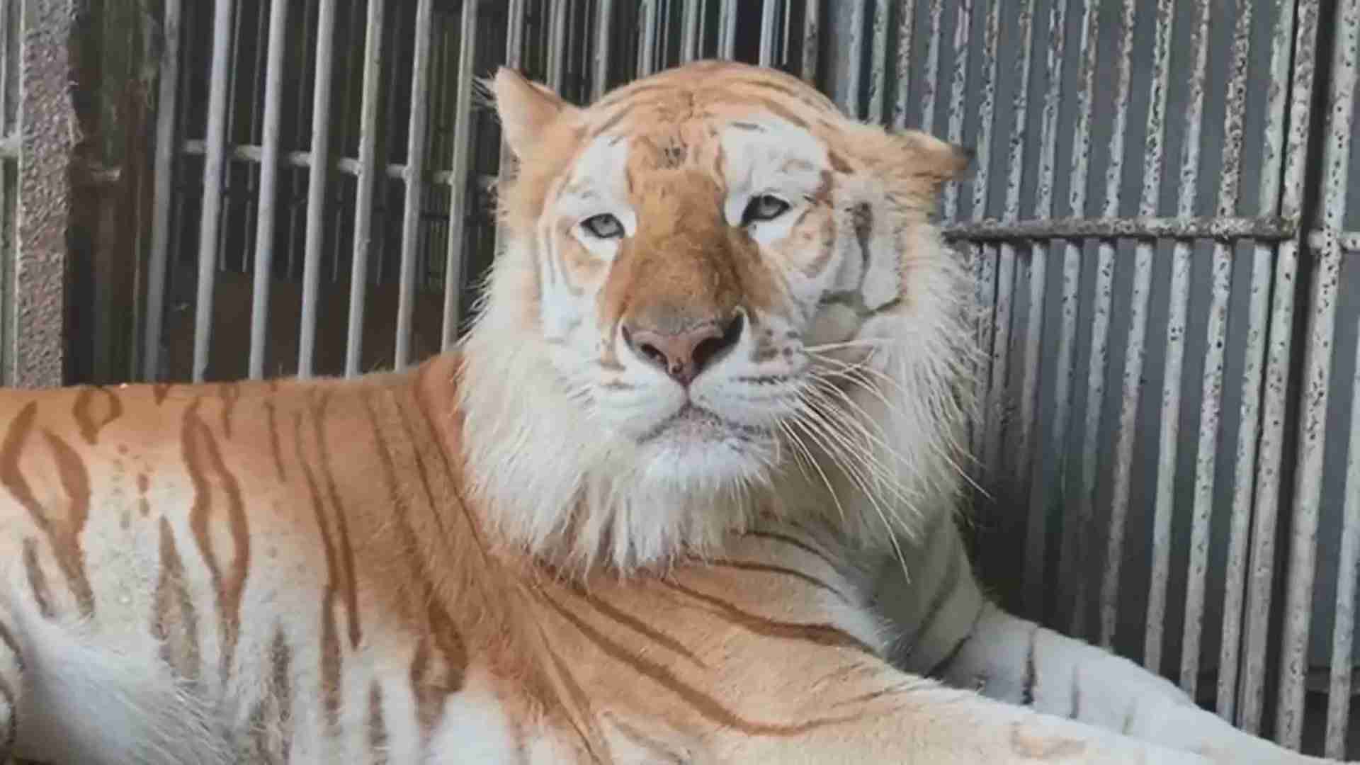 「なぜトラに遭遇した?」体長2mベンガルトラに頭部噛まれ…飼育員3人負傷 那須サファリパークは当面休園（FNNプライムオンライン） - Yahoo!ニュース