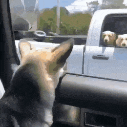車の窓ガラスから顔だしてる犬、飼い主は違反?膝上に乗せて逮捕されたケースも