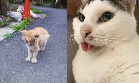 「猫にエサをあげてみた」動画、薬品でボロボロになった猫…保護団体が見た動物虐待の今