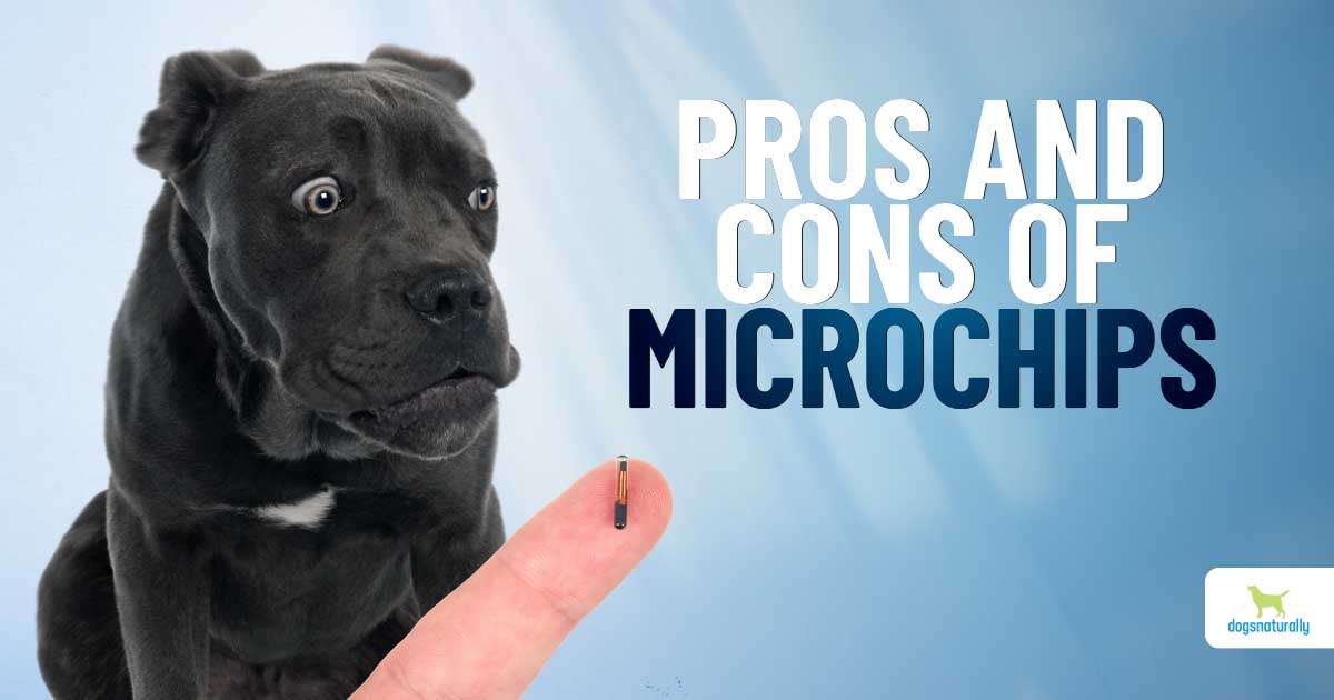 Should You Microchip Your Dog? - Dogs Naturally