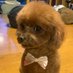 DR. DOGGY on Twitter: 