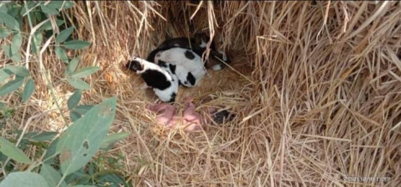 草むらに捨てられた赤ちゃん、野良犬の親子に温められ生きて発見される