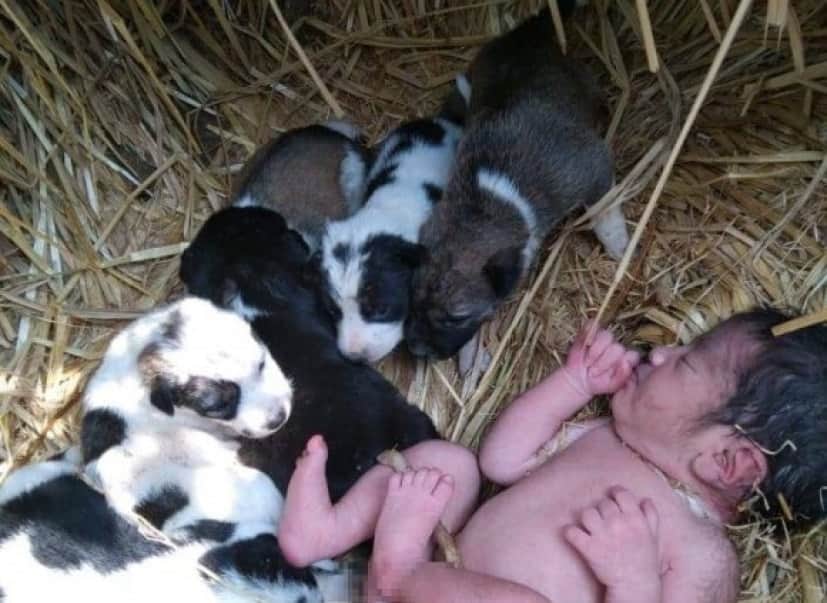 草むらに捨てられた赤ちゃん、野良犬の親子に温められ生きて発見される