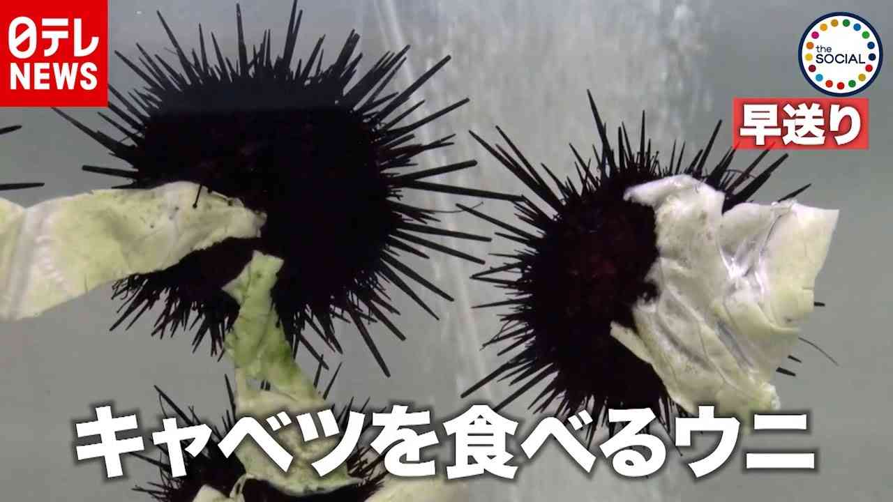 大量発生のウニ…廃棄野菜で“絶品”に変身　『the SOCIAL』傑作選（2019年11月19日放送より） - YouTube