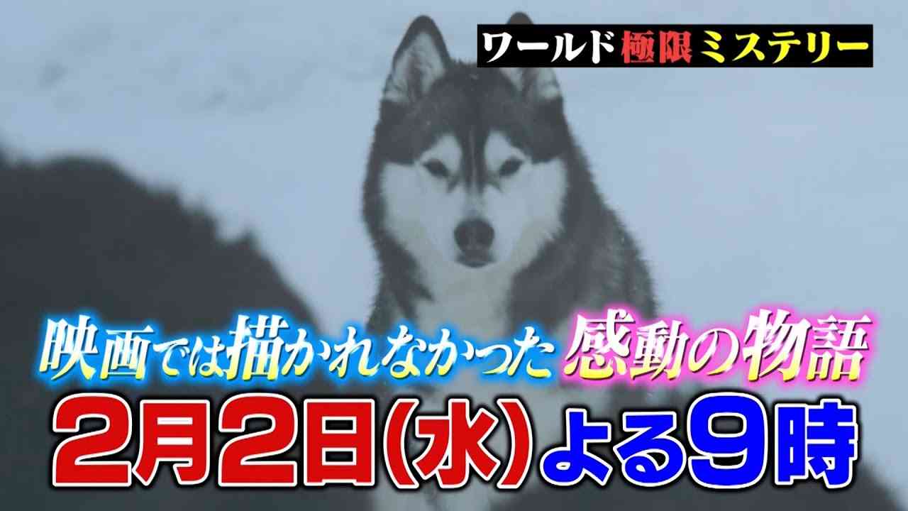 南極を生き抜いたタロとジロ…奇跡の裏にはもう一頭の犬がいた『ワールド極限ミステリー』2/2(水)【TBS】 - YouTube