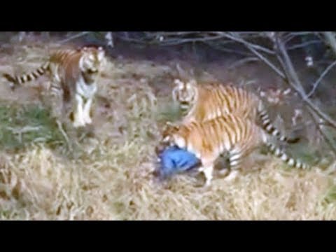 Man Attacked by Tiger at China Zoo After Leaping Wall to Avoid Paying for Ticket - YouTube