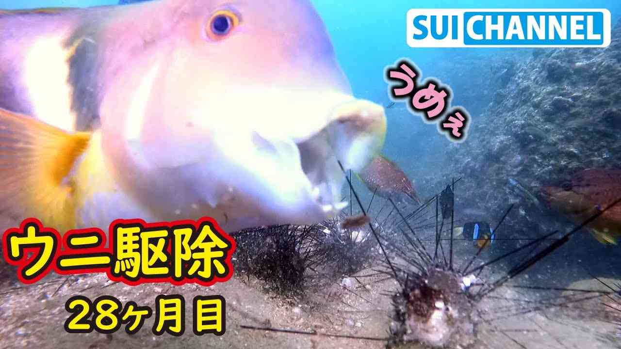 【ウニ駆除】終わらないウニ駆除とウニパーティーに沸く魚たち - YouTube