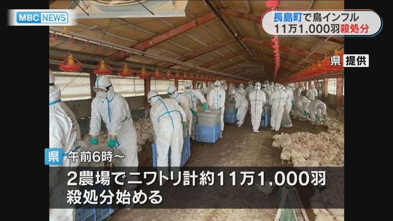 MBCニュース | 鹿児島・長島町で鳥インフル 11万1000羽 殺処分続く