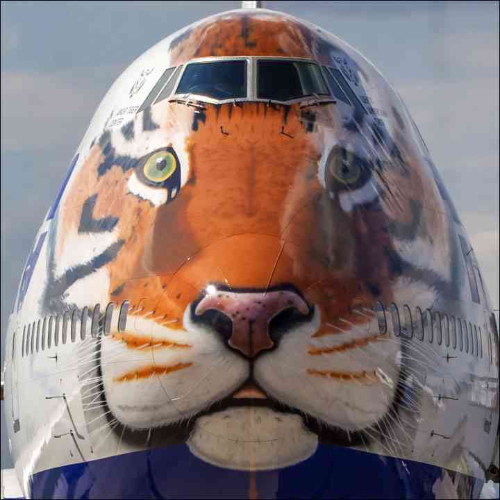 【寅年なので】トラ作品🐯