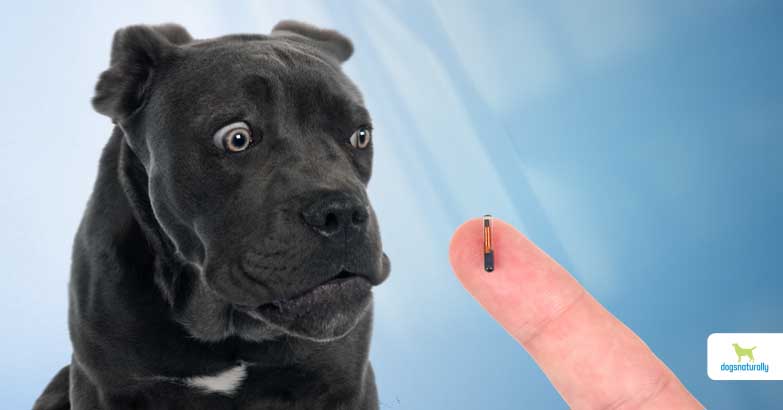 犬や猫に「マイクロチップを装着させたくない」が過半数 : ペットショップでの販売には6月から義務化