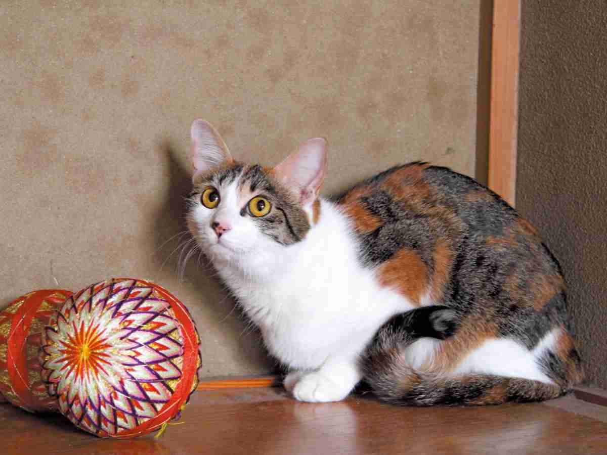 道ばたで拾った子猫　イケメン庭師はひっそり猫を愛でる　 | 犬・猫との幸せな暮らしのためのペット情報サイト「sippo」