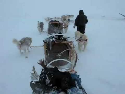 Extreme Alaskan malamutes at work in the Arctic - YouTube