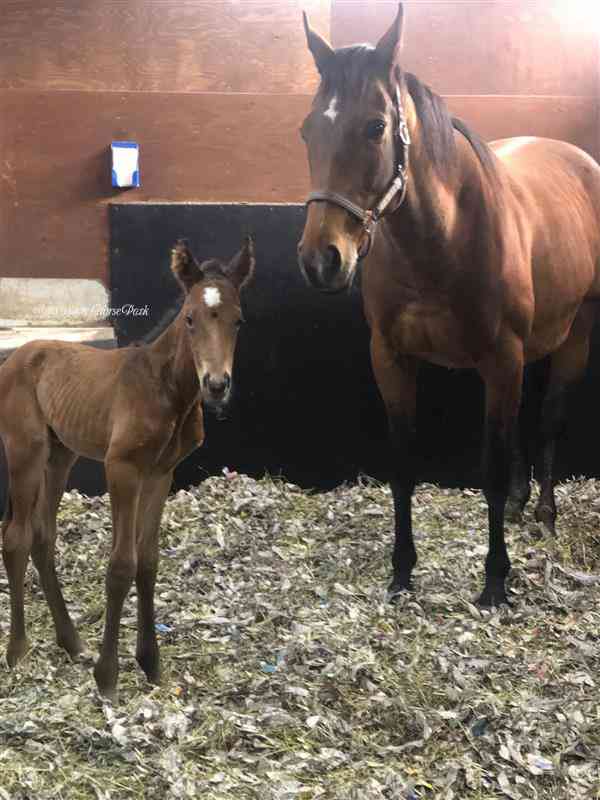 好きな競走馬は？Part3