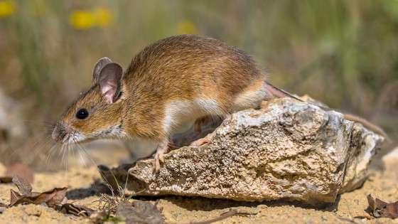 新型コロナのオミクロン株はマウスで変異して人に感染したのが起源だと判明 - GIGAZINE