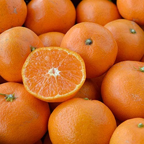 みかん好きな人