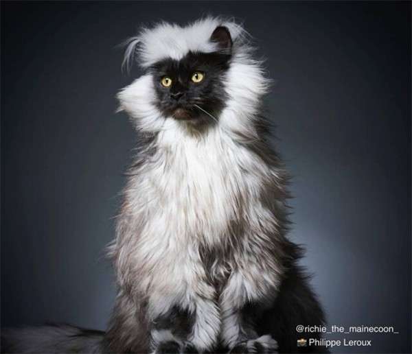 聖獣かな 黒い顔に銀色のタテガミを持つ猫 メインクーンのリッチー ガールズちゃんねる Girls Channel