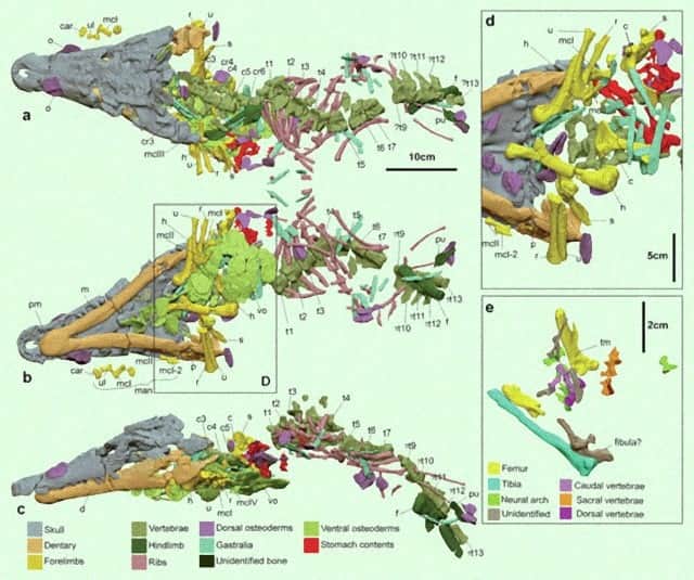 古代ワニの最後の晩餐は恐竜だった。化石からその捕食行動が明らかに