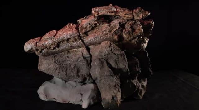 古代ワニの最後の晩餐は恐竜だった。化石からその捕食行動が明らかに