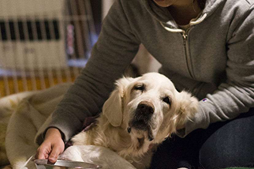 急増する「ペット介護施設」　犬と人の幸せな結末とは - Yahoo!ニュース