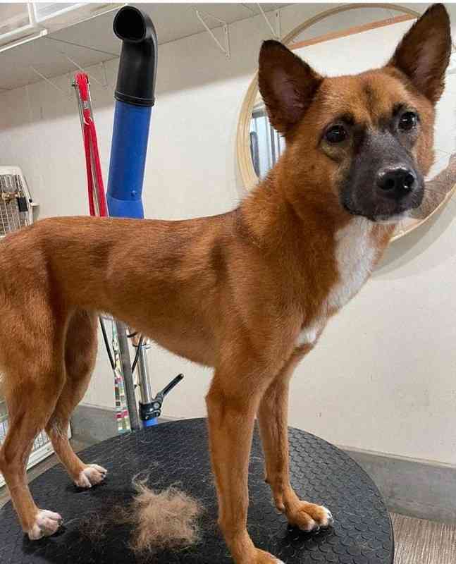 マイクロチップ確認されず、処理された愛犬　飼い主ら制度の盲点嘆く