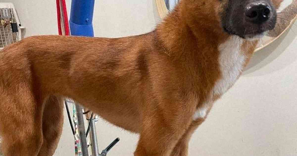 マイクロチップ確認されず、処理された愛犬　飼い主ら制度の盲点嘆く | 毎日新聞