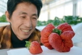 日本の記録が破られる。「世界一重いいちご」イスラエルがギネス世界記録を更新