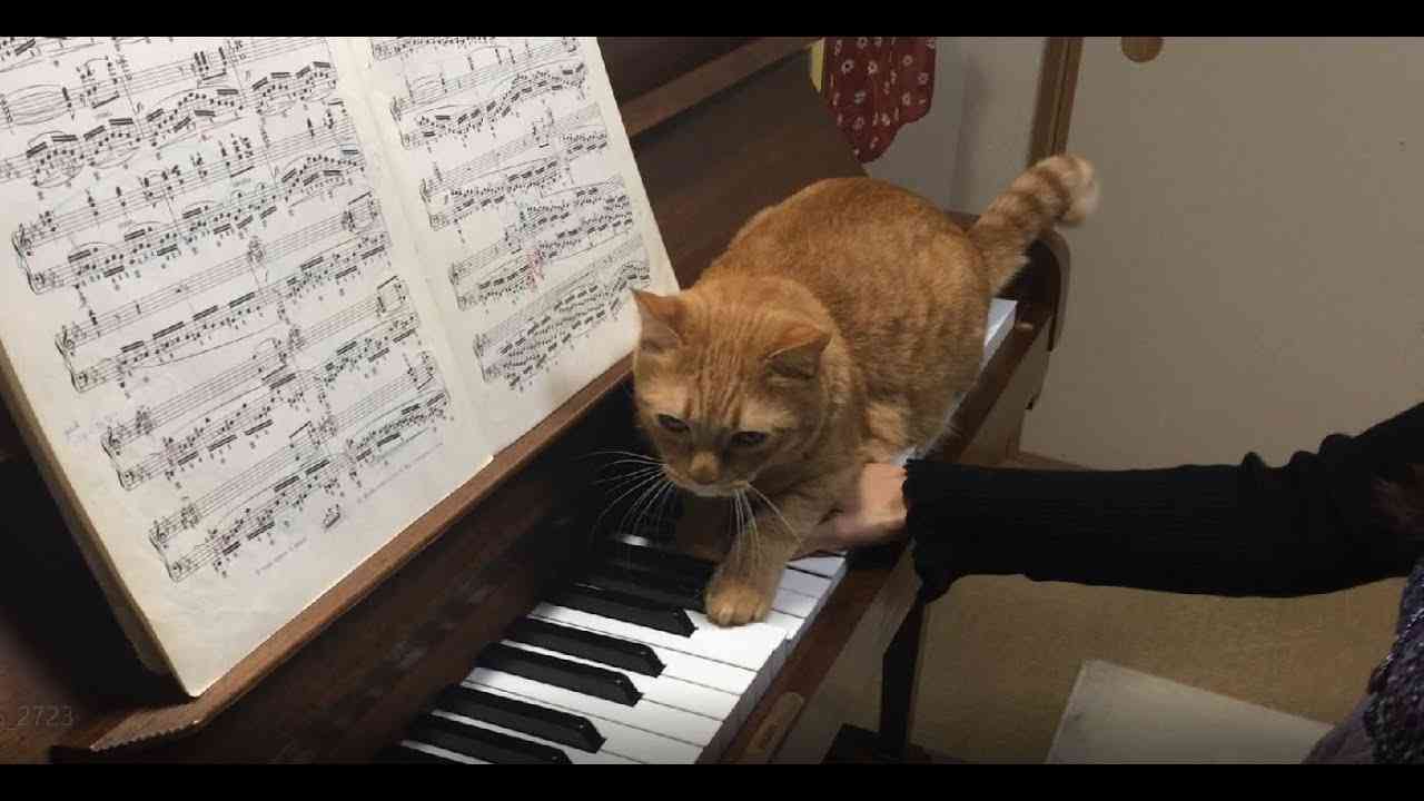 ショパン「革命」(Chopin Etude Op.10-12) ピアノ練習中にネコ乱入！ - YouTube