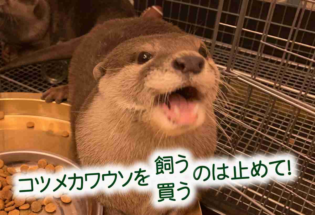 コツメカワウソを飼わないで（＝買わないで）！│PEACE 命の搾取ではなく尊厳を