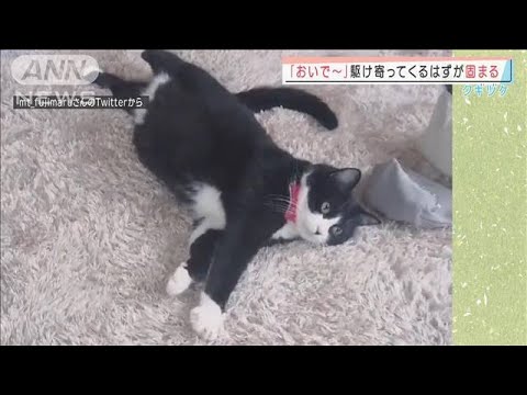 「おいで～」駆け寄ってくるはずが固まるネコ(2022年2月15日) - YouTube