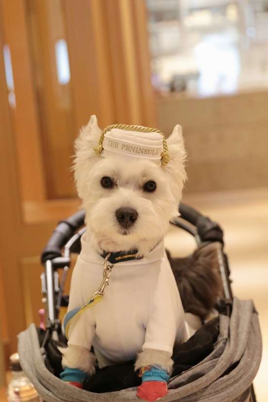 【犬とおでかけ】ペニンシュラ東京 : たかシェフのおうちごはん。と、白い犬。と、チワワ。 Powered by ライブドアブログ