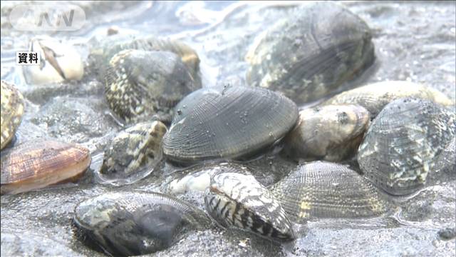 熊本県産アサリ出荷停止要請　産地偽装が横行か｜テレ朝news-テレビ朝日のニュースサイト
