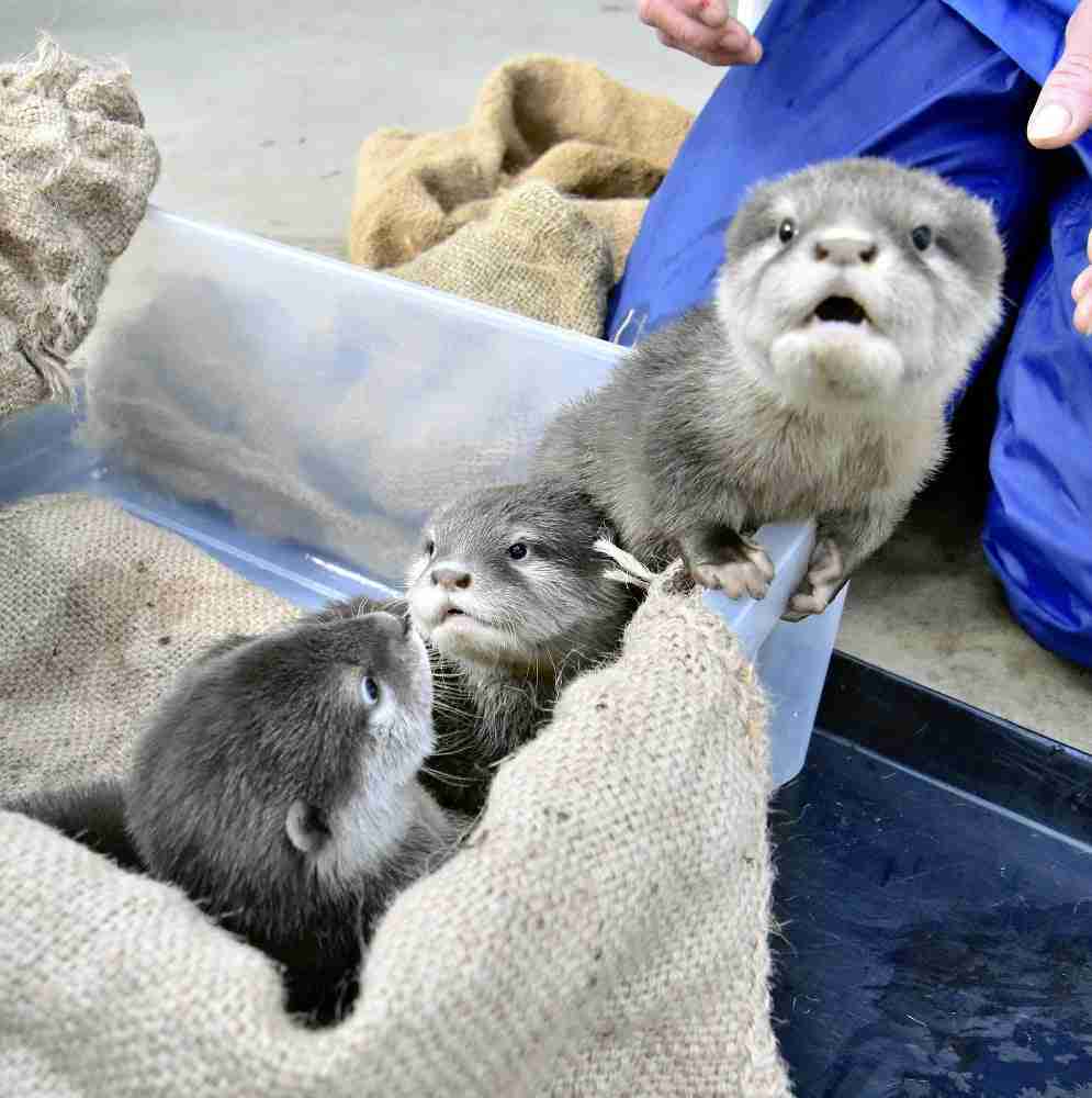 コツメカワウソの赤ちゃん3匹、11日からよみうりランドで公開…名前も募集へ