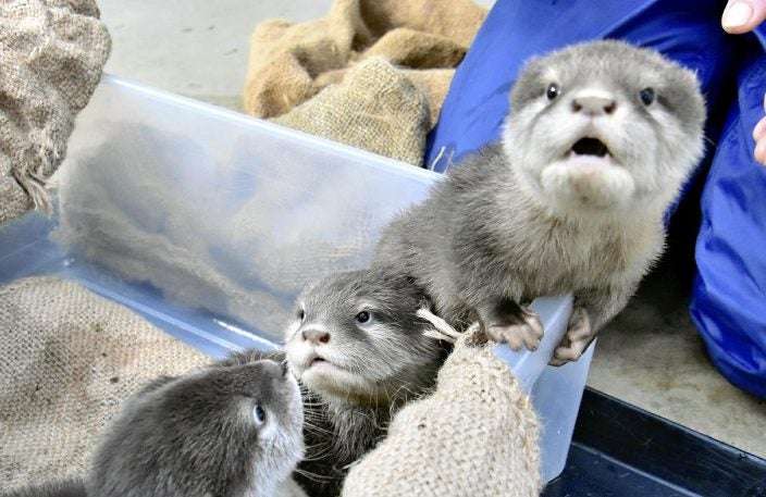 コツメカワウソの赤ちゃん３匹、１１日からよみうりランドで公開…名前も募集へ : 社会 : ニュース : 読売新聞オンライン