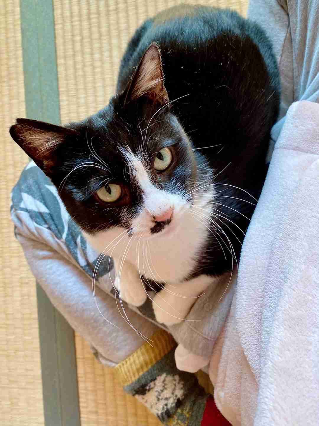オカンのNEWアイテム | 奥野ひかる保護猫と犬と少し仕事