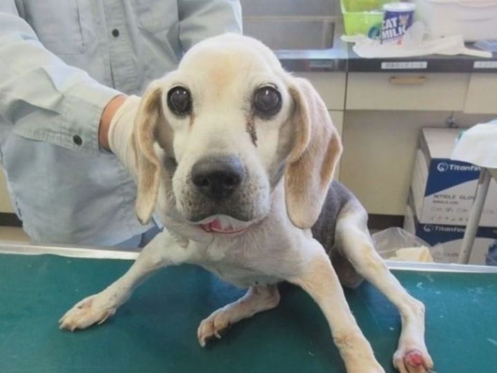老犬捨てる人が増加…保護して16匹看取ってきた代表「飼い主に見せたい。最期までこんな立派に生きたよと」 | 東海テレビNEWS