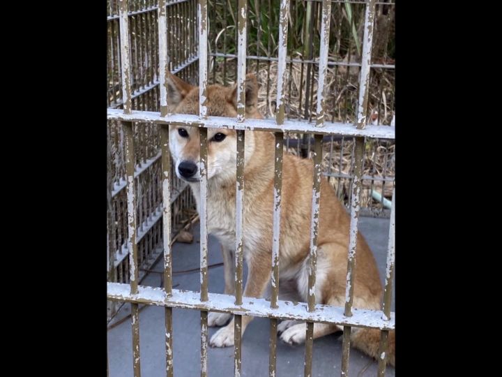 「手の影にビクッてする」虐待受け捨てられたか…ペットブームの陰で飼育放棄急増 柴犬アキちゃんの運命は | 東海テレビNEWS