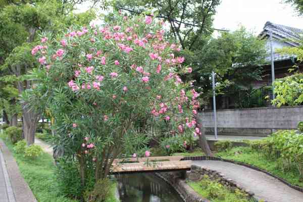 【庭】植えてはいけない【植物】Part2