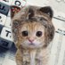 猫バス@FX on Twitter: 