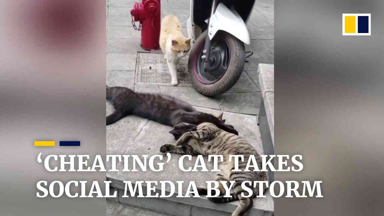 ‘Cheating’ cat takes Chinese social media by storm - YouTube